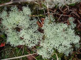 Attēlu rezultāti vaicājumam “Cladonia mitis”