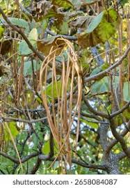 Attēlu rezultāti vaicājumam “Catalpa ovata fruit”