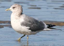 Attēlu rezultāti vaicājumam “Larus canus”