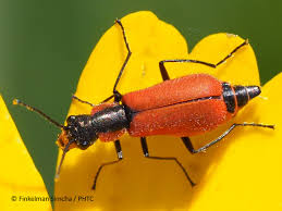 Attēlu rezultāti vaicājumam “Anthocomus rufus”