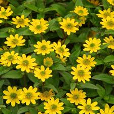 Image result for Sanvitalia procumbens