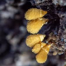 Attēlu rezultāti vaicājumam “Hemitrichia clavata young”