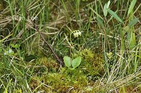 Attēlu rezultāti vaicājumam “Orthilia secunda”