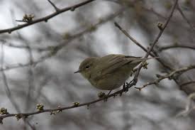 Attēlu rezultāti vaicājumam “Phylloscopus collybita adult”