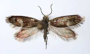 Attēlu rezultāti vaicājumam “Eriocraniidae”