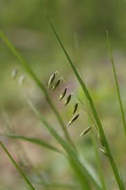 Attēlu rezultāti vaicājumam “Melica nutans”