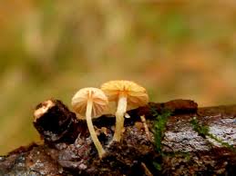 Attēlu rezultāti vaicājumam “Mycena acicula”