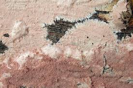 Attēlu rezultāti vaicājumam “Corticium roseum”