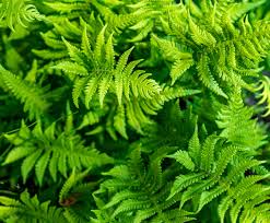 Attēlu rezultāti vaicājumam “Phegopteris connectilis”