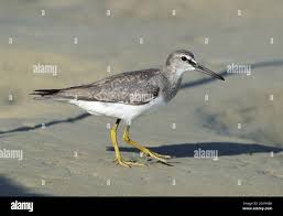 Image result for Tringa brevipes