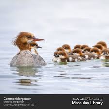 Attēlu rezultāti vaicājumam “Mergus merganser female”