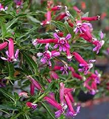 Image result for Cuphea ignea