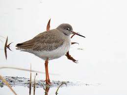 Attēlu rezultāti vaicājumam “Tringa totanus adult”