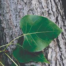 Attēlu rezultāti vaicājumam “Populus x gileadensis leaf”