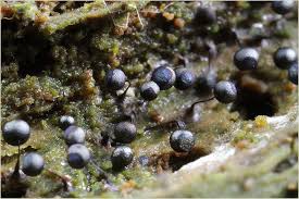 Attēlu rezultāti vaicājumam “Lamproderma arcyrioides macro”