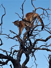 Image result for Craigmount Cougars