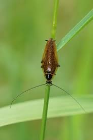 Attēlu rezultāti vaicājumam “Ectobius sylvestris female”