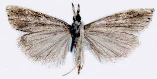 Attēlu rezultāti vaicājumam “Pyralididae”