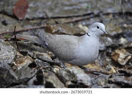 Attēlu rezultāti vaicājumam “Streptopelia decaocto adult”