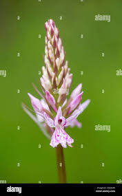 Attēlu rezultāti vaicājumam “Dactylorhiza fuchsii bud”