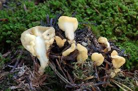 Attēlu rezultāti vaicājumam “Spathularia flavida”