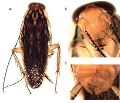 Attēlu rezultāti vaicājumam “Blattoptera”