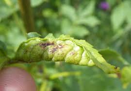 Attēlu rezultāti vaicājumam “Geocrypta galii larva”