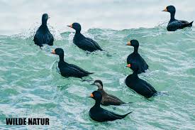 Attēlu rezultāti vaicājumam “Melanitta nigra”