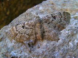 Attēlu rezultāti vaicājumam “Eupithecia tantillaria”