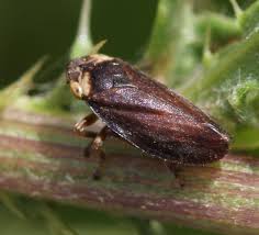 Attēlu rezultāti vaicājumam “Philaenus spumarius nymph”