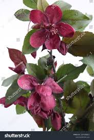 Attēlu rezultāti vaicājumam “Malus purpurea”