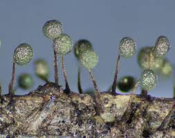 Attēlu rezultāti vaicājumam “Physarum flavicomum stalked”