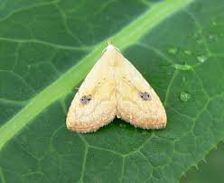 Attēlu rezultāti vaicājumam “Rivula sericealis”