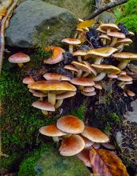 Attēlu rezultāti vaicājumam “Hypholoma sp.”