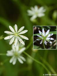 Attēlu rezultāti vaicājumam “Stellaria longifolia”