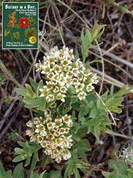 Attēlu rezultāti vaicājumam “Santalaceae”