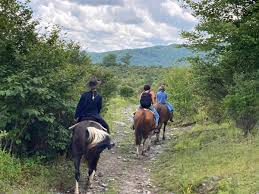 Image result for Abinger Forest Riding Club