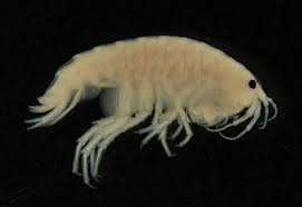 Attēlu rezultāti vaicājumam “Amphipoda”