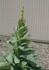 Attēlu rezultāti vaicājumam “Verbascum thapsus”