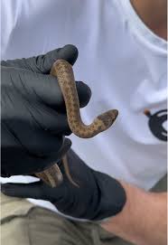 Attēlu rezultāti vaicājumam “Coronella austriaca adult”