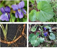 Attēlu rezultāti vaicājumam “Viola odorata leaf”