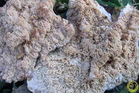 Attēlu rezultāti vaicājumam “Phlebia rufa”