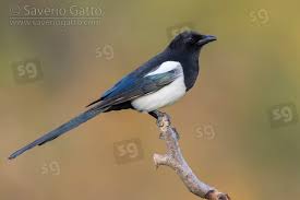 Attēlu rezultāti vaicājumam “Pica pica adult”