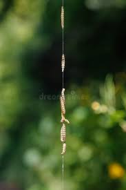 Attēlu rezultāti vaicājumam “Yponomeuta malinellus / cagnagella imago”