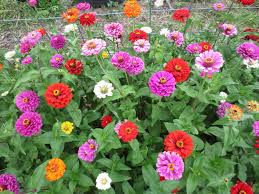 Image result for Zinnia elegans