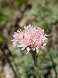 Attēlu rezultāti vaicājumam “Antennaria dioica leaf”
