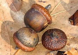 Attēlu rezultāti vaicājumam “Quercus rubra fruit”