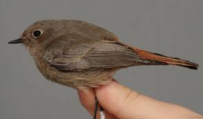 Attēlu rezultāti vaicājumam “Phoenicurus ochruros”