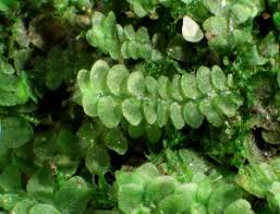 Attēlu rezultāti vaicājumam “Calypogeia integristipula”