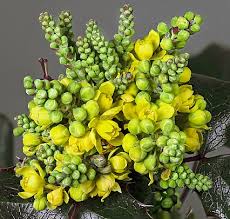 Attēlu rezultāti vaicājumam “Mahonia aquifolium bud”